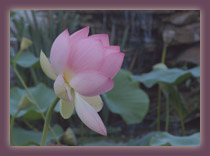 Dervish Center lotus pond