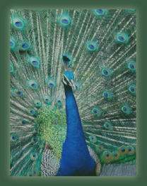Dervish Center peacock